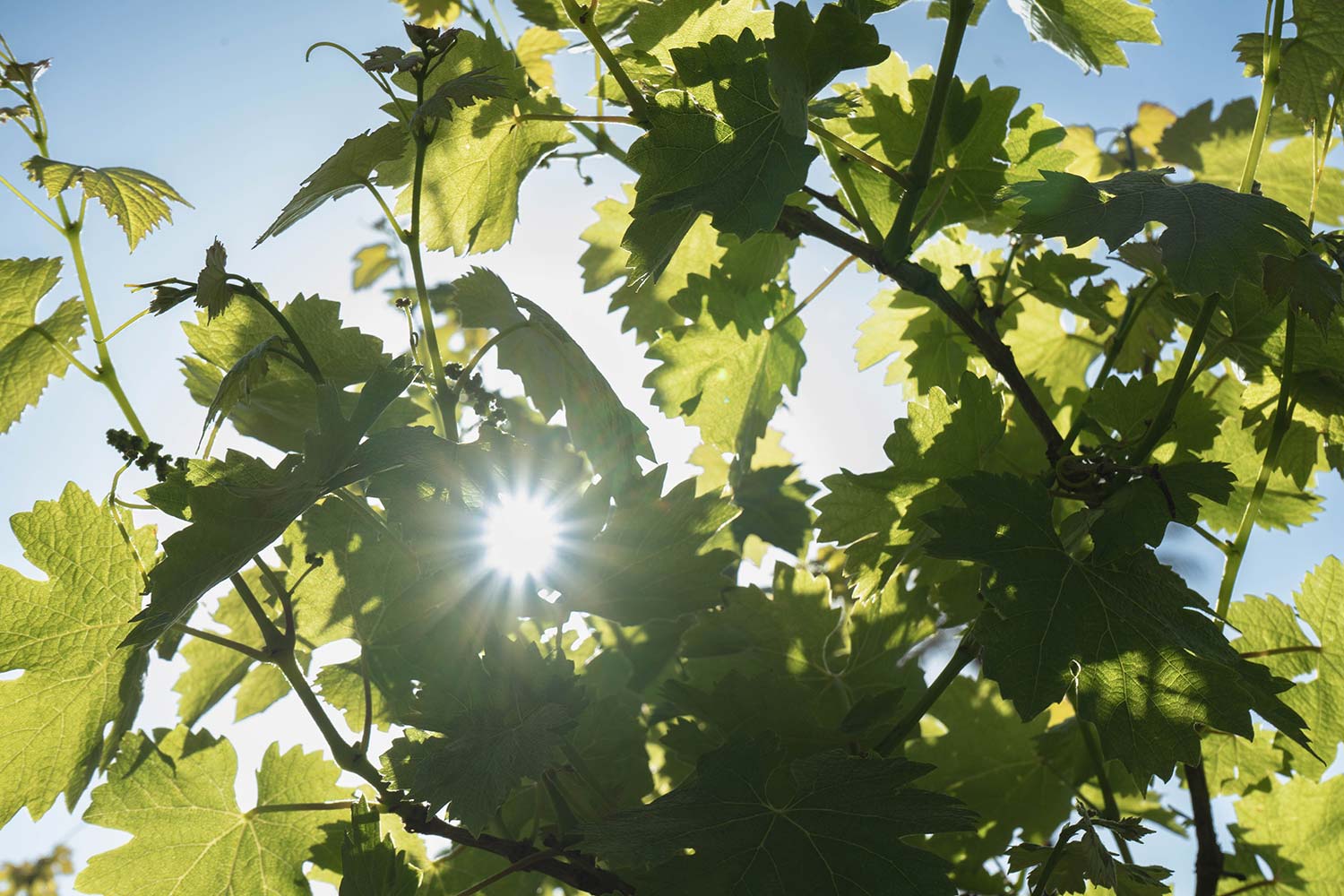 vinedos-home